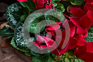 Red cyclamens with leaves in a vase seen up close