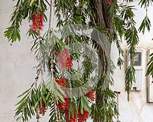 Red cylindrical brush like flowers of callistemon citrinus in Fes, Morocco.