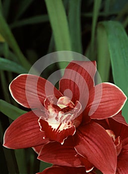 Red Cymbidium Orchid