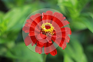 Red Cynia blooms well in summer photo