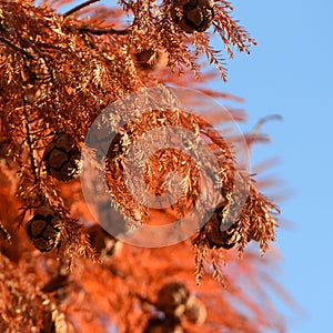 Red cypress cones on blue sky