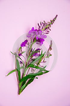 Red cypress flower Ivan pink, on a pink background. Willow is a grass isolated on a pink background.