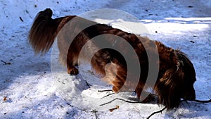 Red dachshund dog gnawing tree stick on snow outdoors in winter. Beautiful longhaired doggy walking and looking around