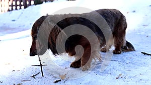 Red dachshund dog gnawing tree stick on snow outdoors in winter. Beautiful longhaired doggy walking and looking around