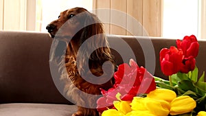 Red dachshund dog sitting on a brown couch with red and yellow tulips. Small longhaired wiener dog in flowers at home