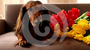 Red dachshund dog sitting on a brown couch with red and yellow tulips. Small longhaired wiener dog in flowers at home