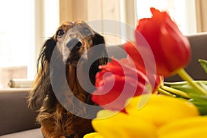 Red dachshund dog sitting on a brown couch with red and yellow tulips. Small longhaired wiener dog in flowers at home