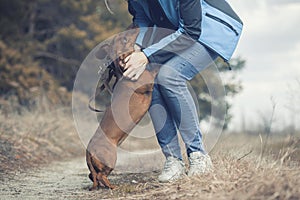 red Dachshund dog walking with his owner in a pine forest