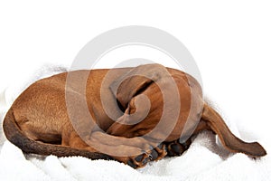 Red dachshund puppy sleeping on white background.
