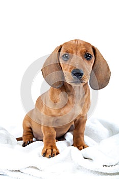 Red dachshund puppy on white background.