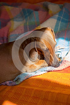 Red dachshund sleeping on a cozy blanket in the sun