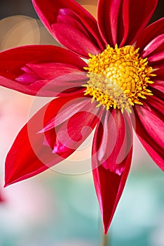 The red dahlia