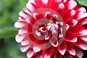 Red Dahlia