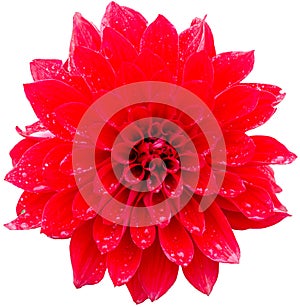 Red dahlia