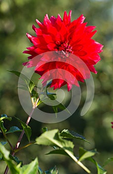 Red Dahlia