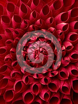 Red dahlia abstract flower