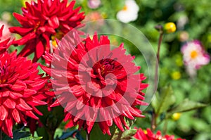 Red dahlia blooms