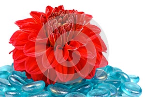 Red Dahlia with Blue Glass Stones on White Background