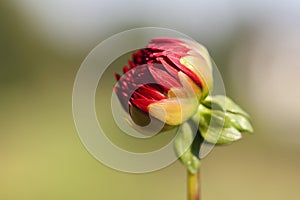 Red dahlia - bud