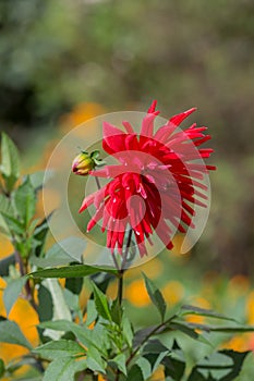 Red dahlia close up