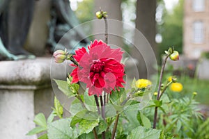 Red dahlia close up, very colorful photo