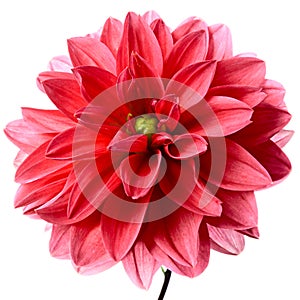 Red dahlia