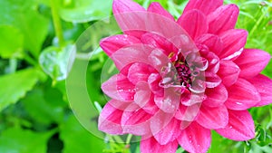 Red Dahlia close-up on a green background.