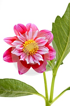 Red dahlia daisy isolated white background