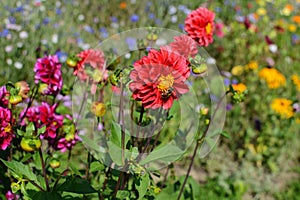 Red dahlia and a drone fly hoverfly in a colourful flower bed