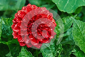 Red Dahlia with drops after rain in the garden on a background of green leaves