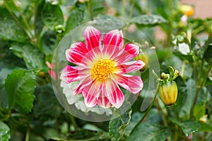 Red Dahlia flower