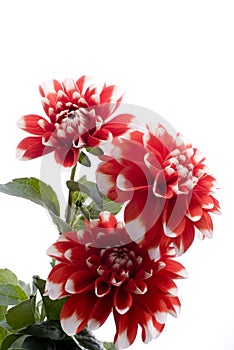 Red dahlia flower