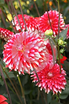 Red dahlia flower.