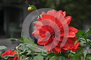 Red Dahlia flower