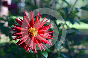 Red Dahlia flower background