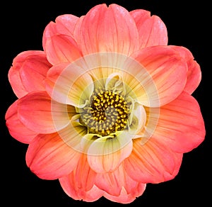 Red dahlia. Flower on black isolated background with clipping path. For design. Cl