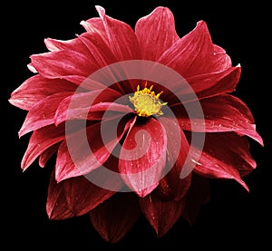 Red dahlia. Flower on the black    isolated background with clipping path.  For design.  Closeup.