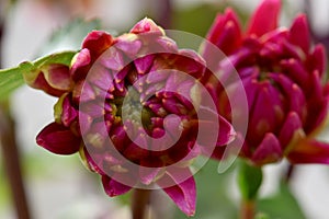 Red Dahlia Flower Budz