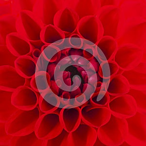 A red Dahlia flower