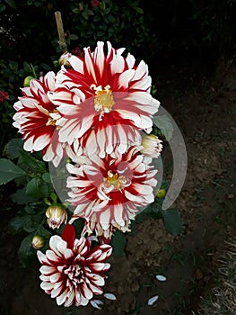 Red Dahlia flower, dahlia pinnata flower in India, Name Special X Factor Close up a large flower with red and white petals.