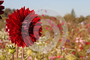 Red Dahlia in Flower Field