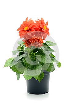 Red Dahlia flower in flowerpot on white isolated background