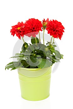 Red Dahlia flower in green pot