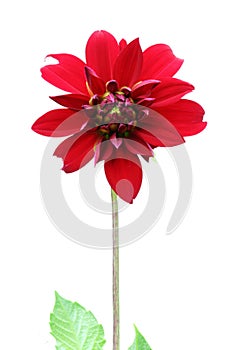 Red dahlia flower. Isolated