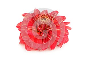 Red Dahlia Flower Isolated on White Background