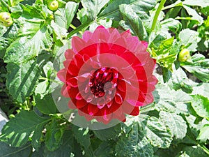 Red Dahlia flower at Punjab
