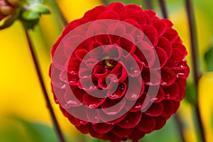 Red dahlia flower with rain drops in the garden, soft focus