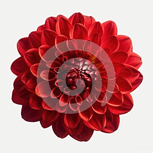 Red dahlia flower on a white background
