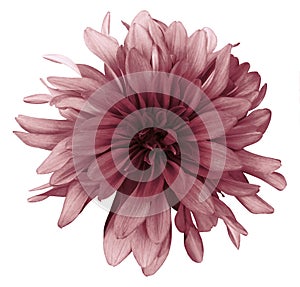 Red dahlia flower white background isolated with clipping path. Closeup. For design.