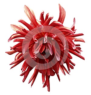 Red dahlia flower on white isolated background with clipping path no shadows. Closeup.